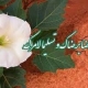 رضایت الله
